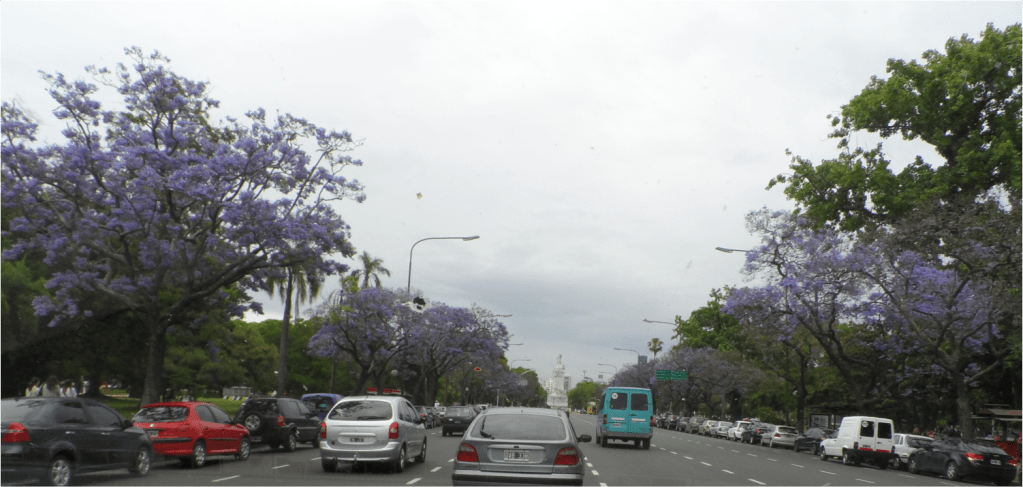 jacarandas