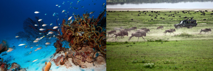 St. Vincent and the Grenadines and Tanzania. Pictures from the NYTimes